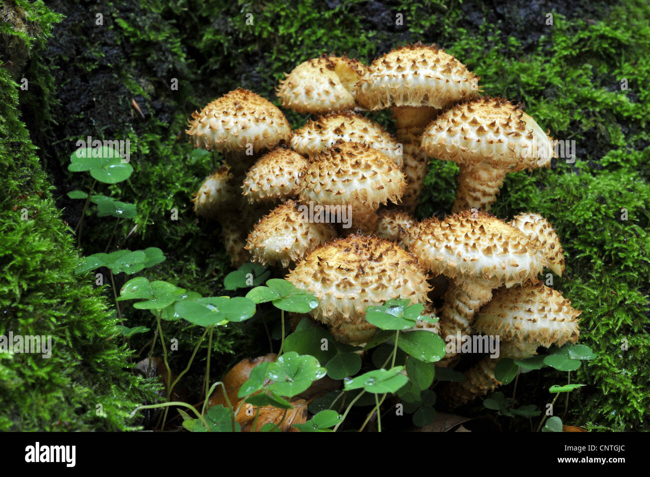 Shaggy Scalycap (Pholiota Squarrosa), unter einem Baum an einem Stiel, Deutschland, Nationalpark Harz Stockfoto