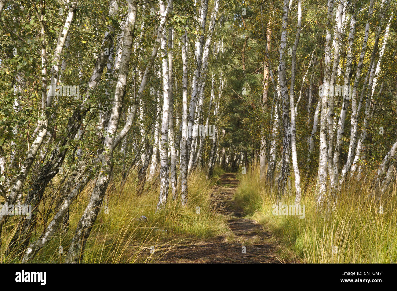 gemeinsamen Birke, Birke, Europäische weiße Birke, weiß-Birke (Betula Pendel, Betula Alba), Birkenholz im Herbst, Deutschland, Mecklenburg-Vorpommern Stockfoto