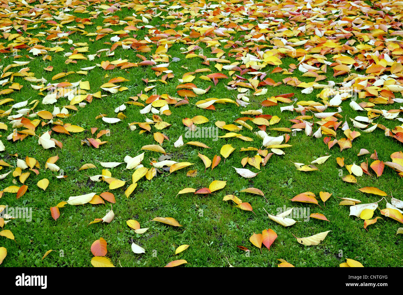 Herbstlaub auf einer Wiese, Deutschland Stockfoto