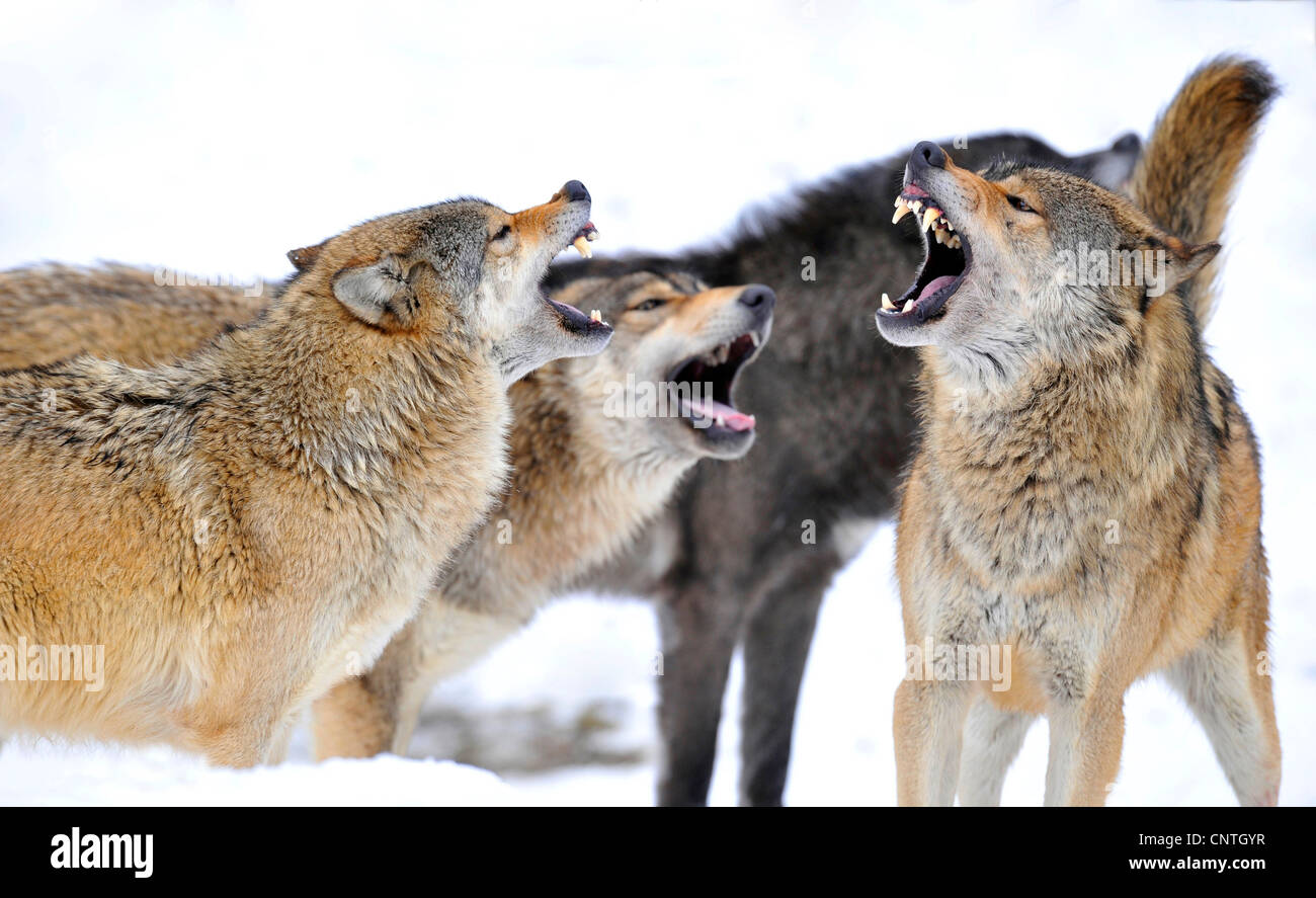 Mackenzie Tal Wolf, Rocky Mountain Wolf, Alaskan Tundra Wolf oder kanadischen Timber Wolf (Canis Lupus Occidentalis), bedrohliche Geste, Deutschland Stockfoto