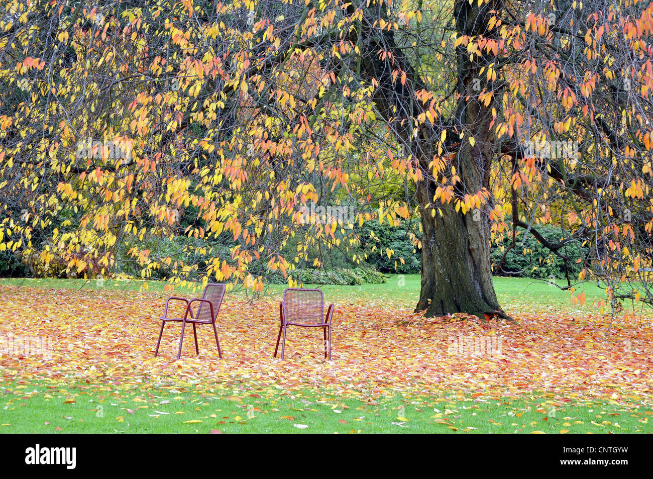 Wildkirsche, Süßkirsche, Gean, Mazzard (Prunus Avium), Herbst in einem Park mit zwei Gartenstühle, Deutschland Stockfoto