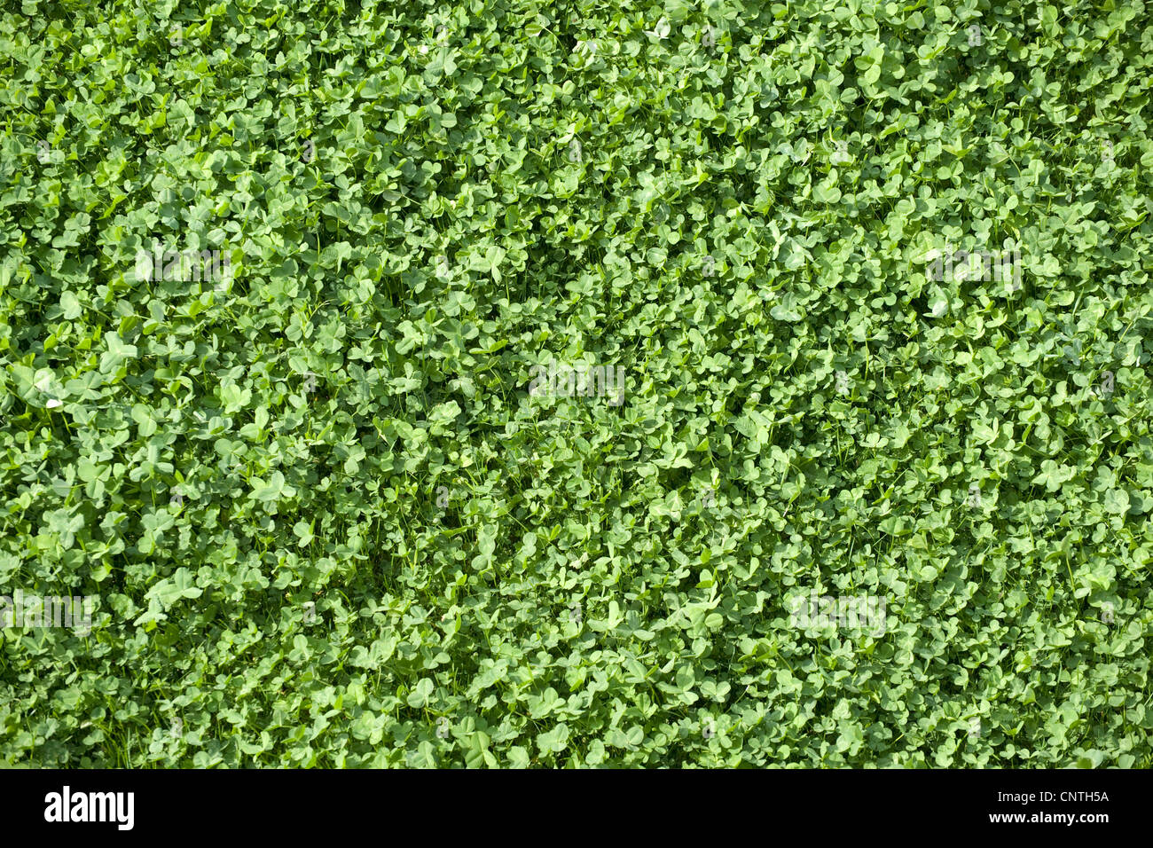 Kleeblatt, Klee (Trifolium spec.), grünen Klee als Futterpflanzen Stockfoto