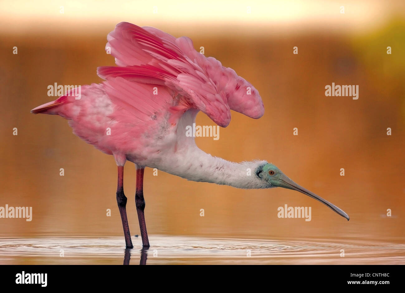rosige Löffler (Ajaia Ajaia), auf das Futter im flachen Wasser, USA, Florida Stockfoto