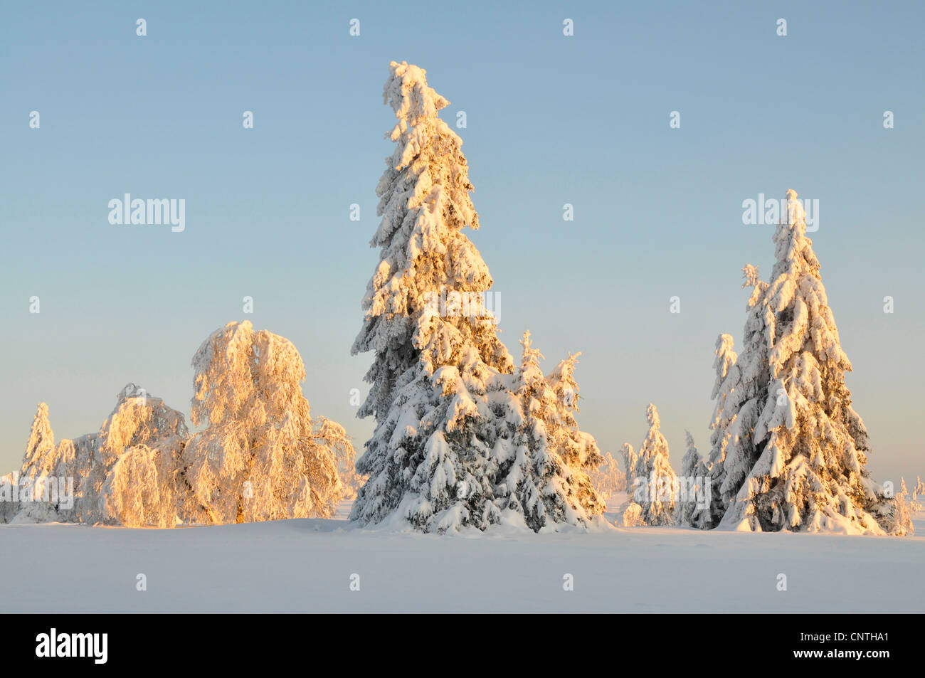 verschneite Landschaft in der Sonne mit einzelnen Bäumen auf einem offenen Feld, Deutschland, Nordrhein-Westfalen, Hochsauerland Stockfoto