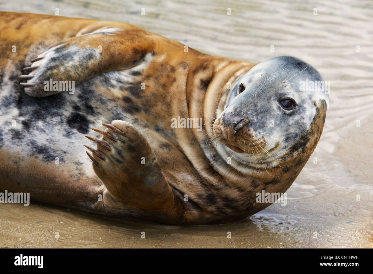 Porträt einer gemeinsamen Dichtung, Sonnenbaden am Strand, Blick in die Linse Stockfoto