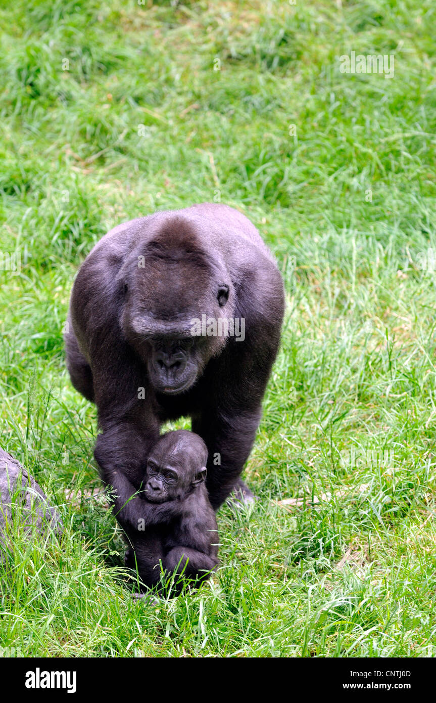 Flachlandgorilla (Gorilla Gorilla Gorilla), Erwachsene mit Jugendlichen auf einer Wiese Stockfoto