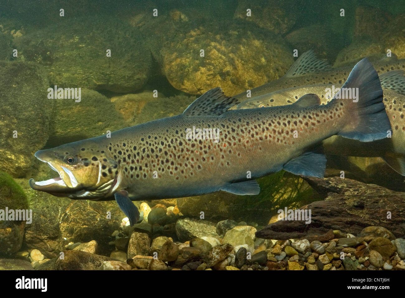 Seeforelle (Salmo Trutta Lacustris), weibliche und männliche in hochzeitliche Färbung, Deutschland Stockfoto