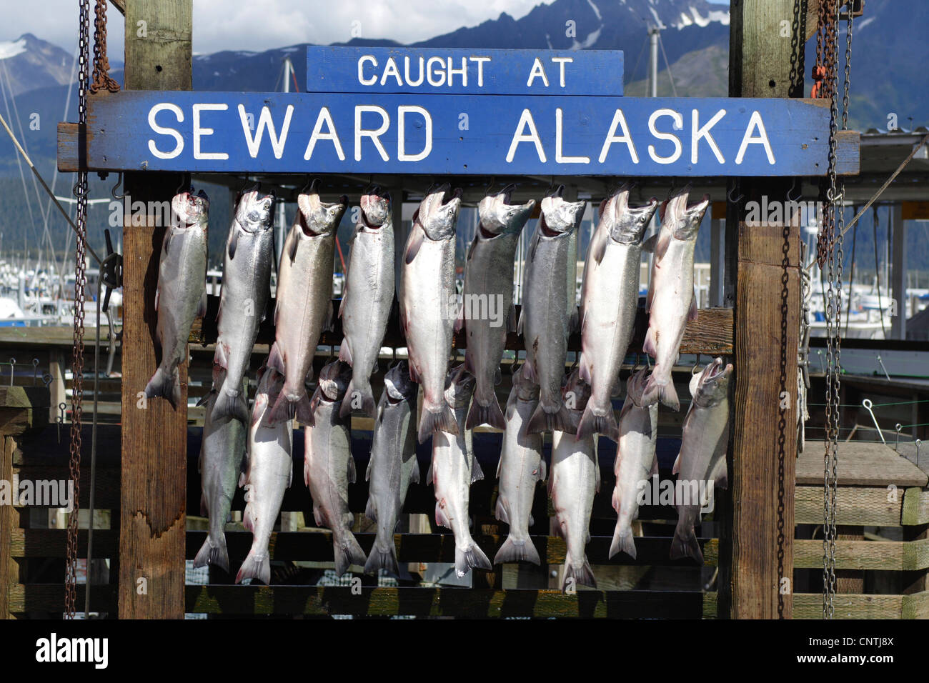 Silberlachs, Silberlachs (Oncorhynchus Kisutch), Fische aufgehängt an einem hölzernen Gerüst nach Fischen, USA, Alaska, Seward Stockfoto