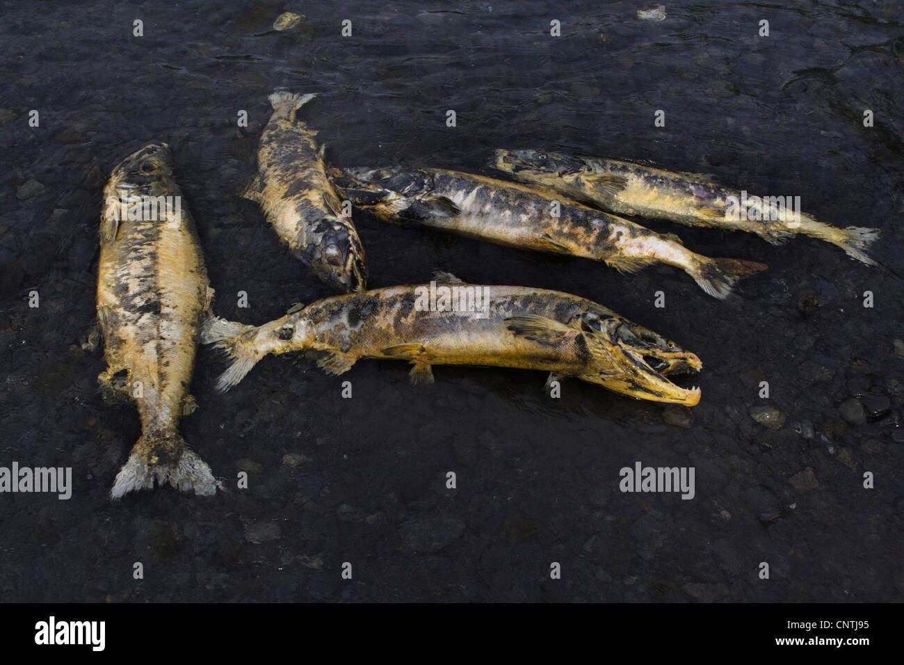 Chum Lachs (Oncorhynchus Keta), liegen im flachen Wasser gestorben erschöpft nach der Laichablage, USA, Alaska, Kodiak Island Stockfoto