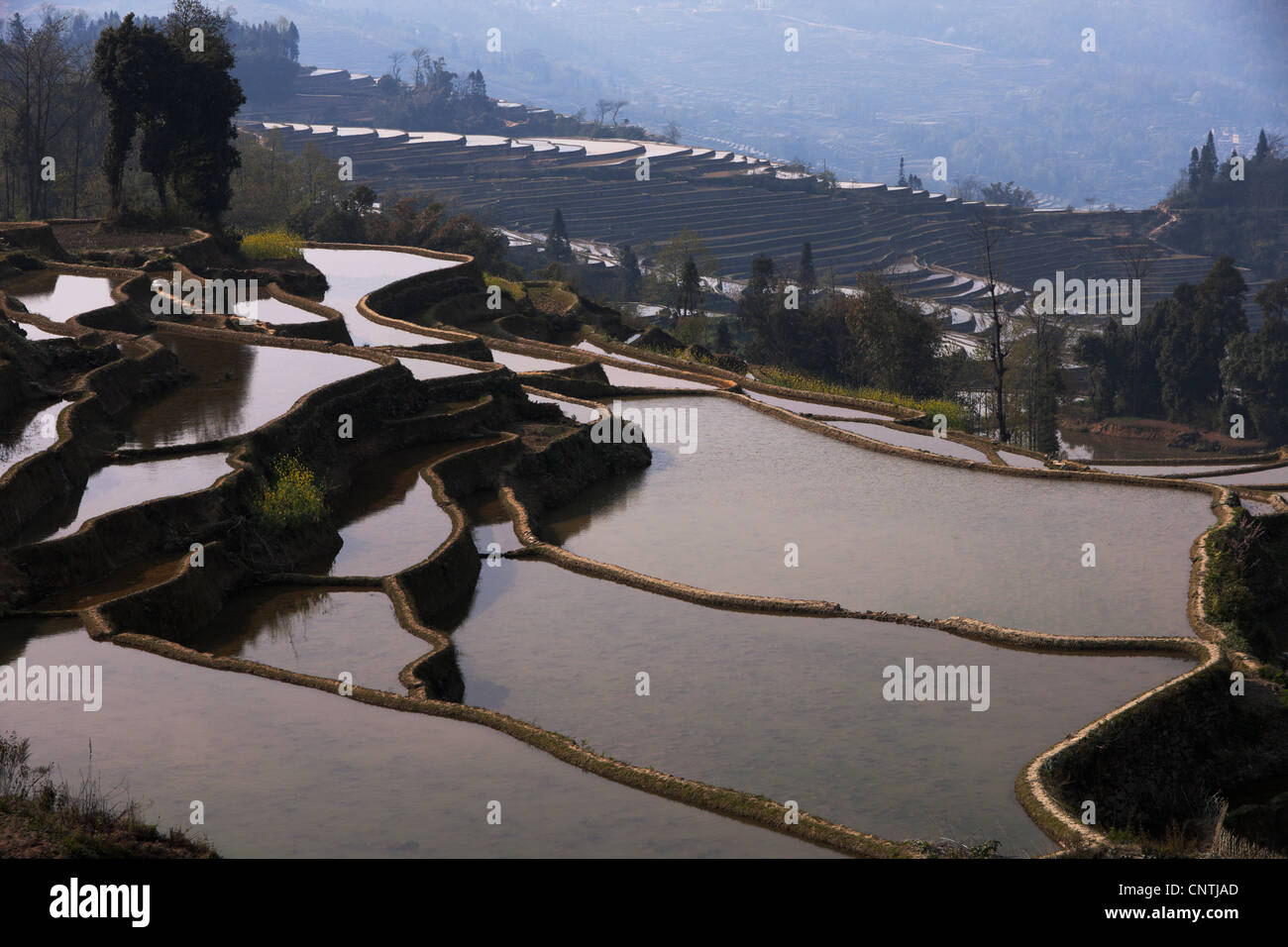 China, Pflanzung, Reihenhaus Feld, Natur, Landwirtschaft, Tag, niemand, Baum, Pflanze, Wasser, Winkel, Landschaften, Farbbild, Aussichtspunkt, Natur, Feld Stockfoto