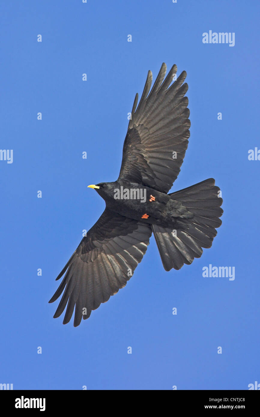 Alpine Alpenkrähe (Pyrrhocorax Graculus), fliegen Stockfoto