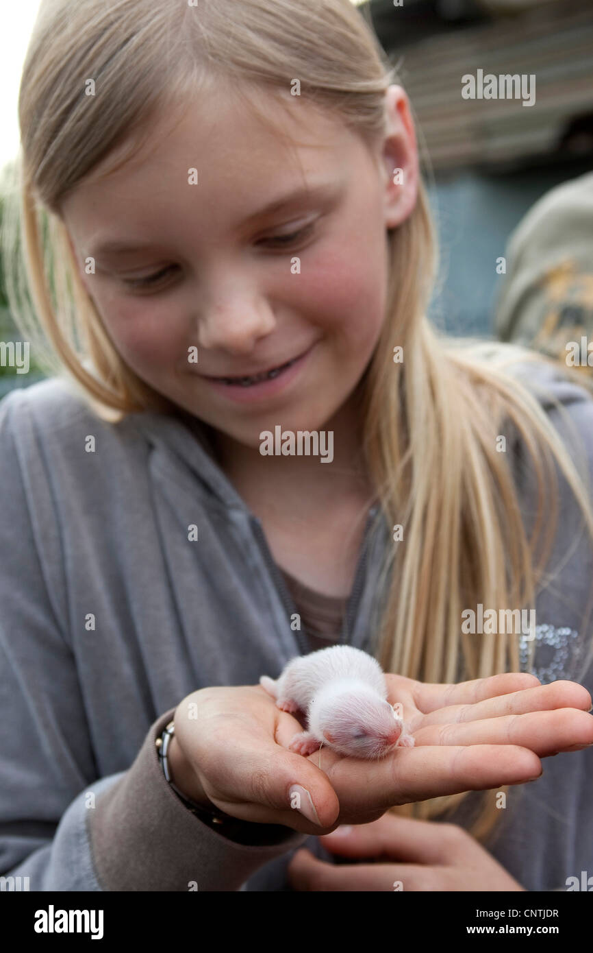 inländische Iltis, inländische Frettchen (Mustela Putorius F. Furo), Mädchen mit jungen Frettchen in ihren Händen, Deutschland Stockfoto