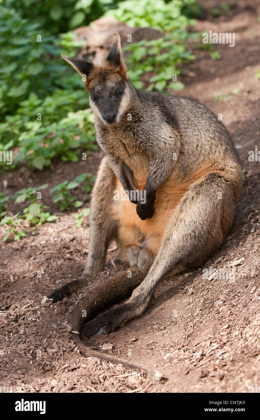 Swamp Wallaby, schwarz-Tail Wallaby (Wallabia bicolor), sitzt auf seiner "tail, Australien, Queensland, Lone Pine Sanctuary Stockfoto