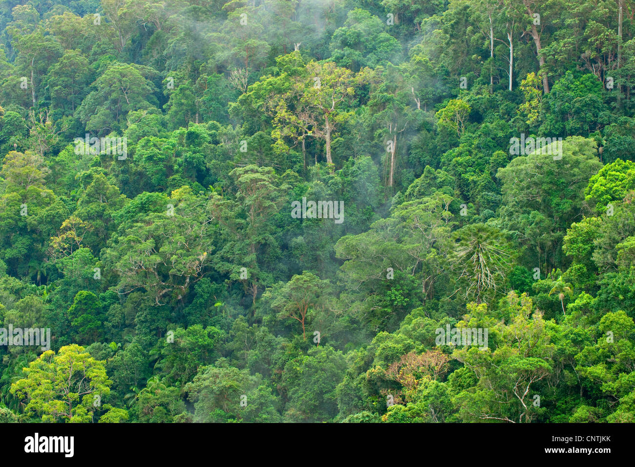 Regenwald, Australien, Queensland, Kondalilla Nationalpark Stockfoto