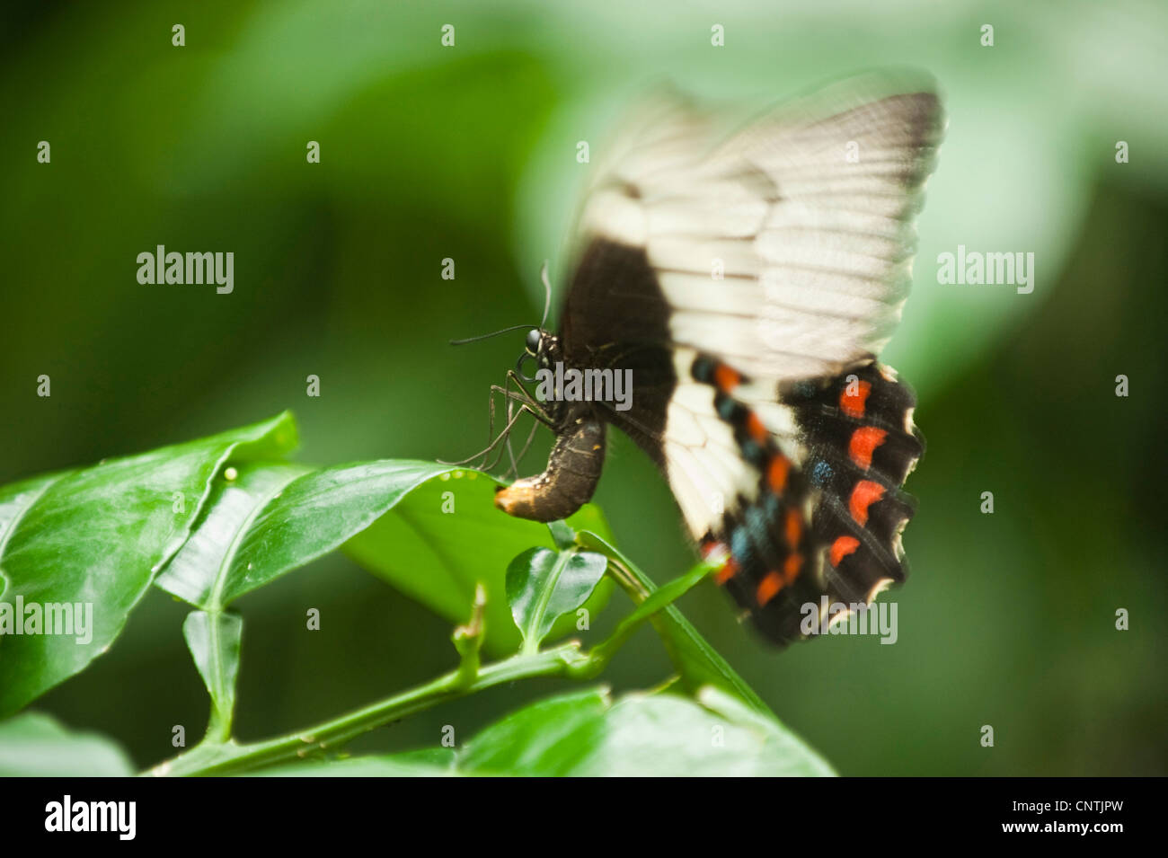 Obstgarten-Schwalbenschwanz (Papilio Aegeus), Eiablage, Queensland, Australien, Cairns Stockfoto