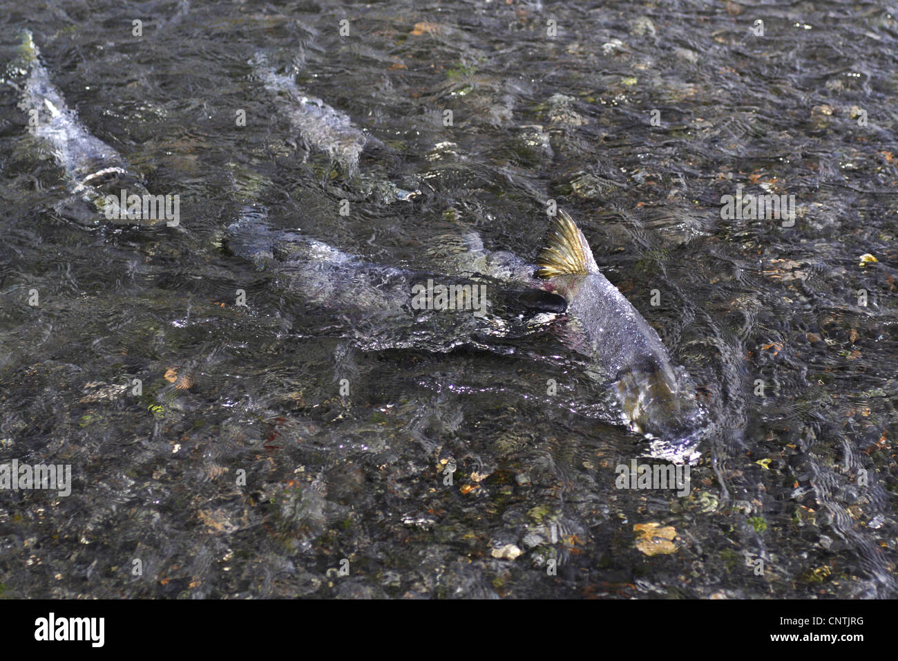Chum Lachs (Oncorhynchus Keta), mehrere auf Migration, USA, Alaska, Kodiak Island Stockfoto
