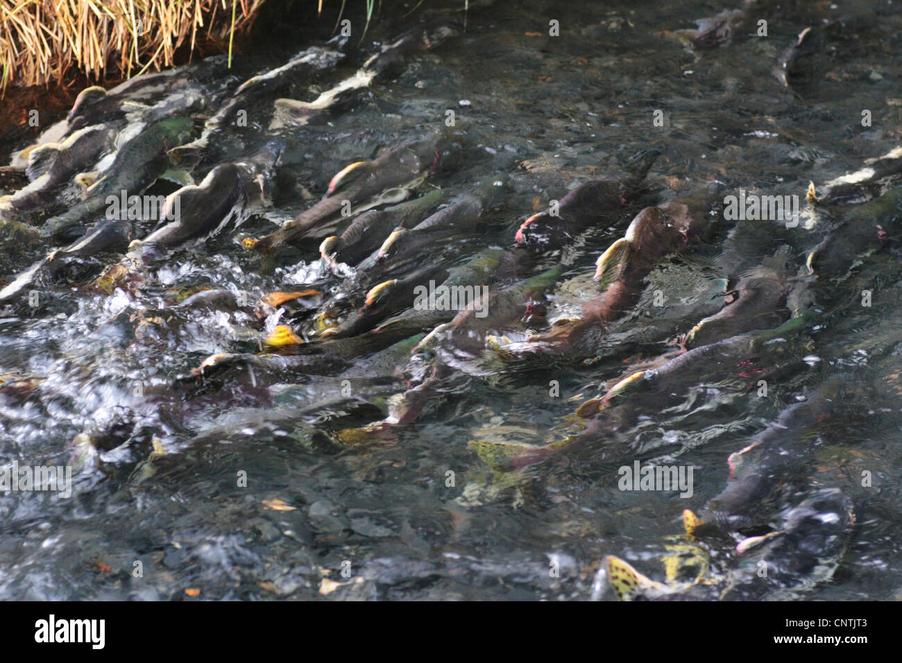 Buckellachs (Oncorhynchus Gorbuscha), laichen im flachen Wasser, USA, Alaska, Kodiak Island Stockfoto