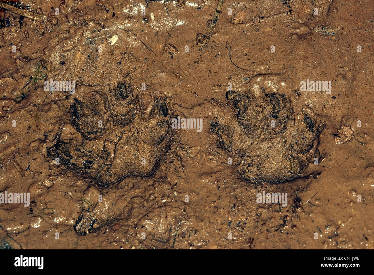 Marderhund (Nyctereutes Procyonoides), Spuren im Schlamm, Deutschland Stockfoto