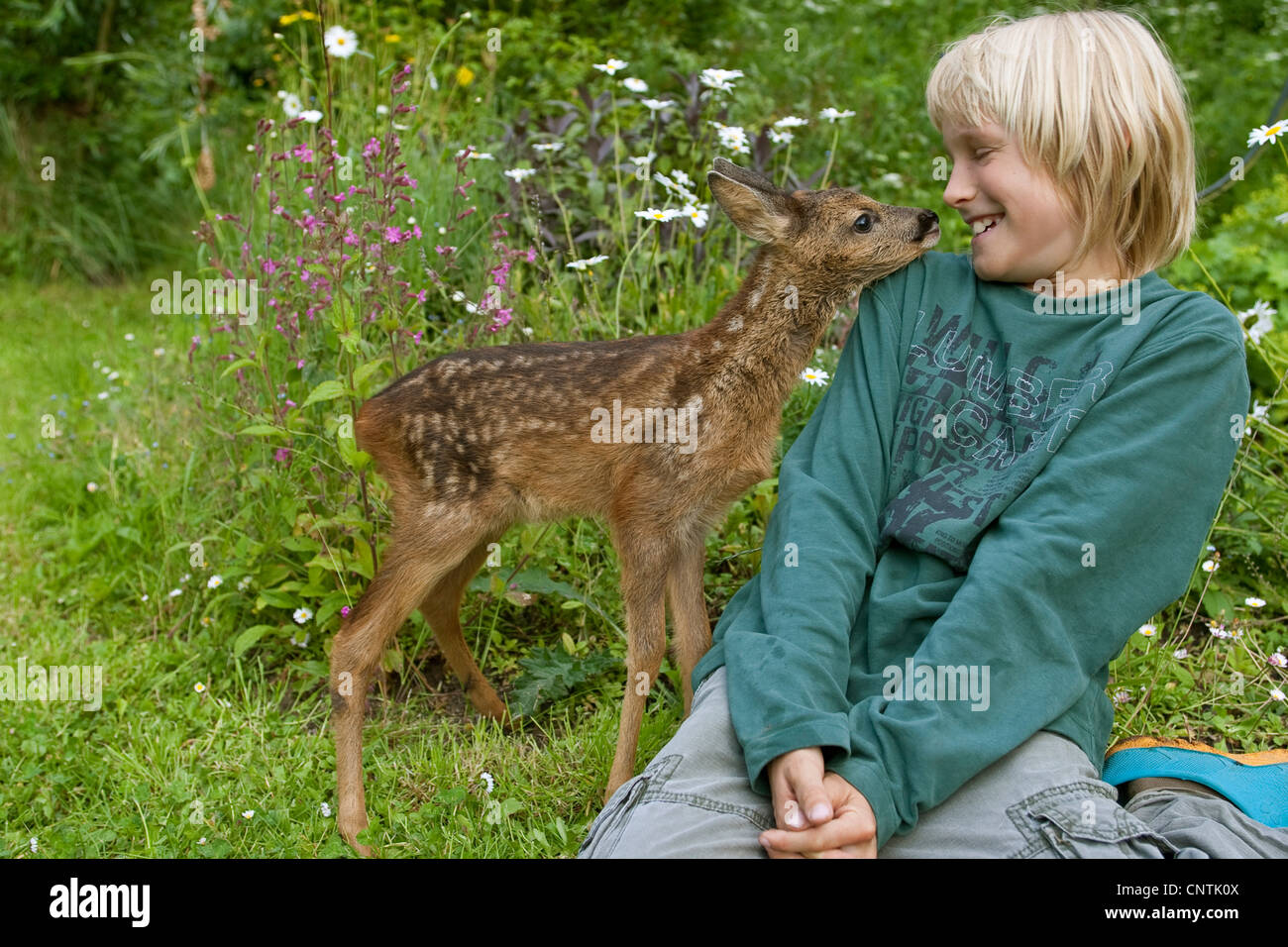 Reh (Capreolus Capreolus), junge mit Reh im Garten Stockfoto
