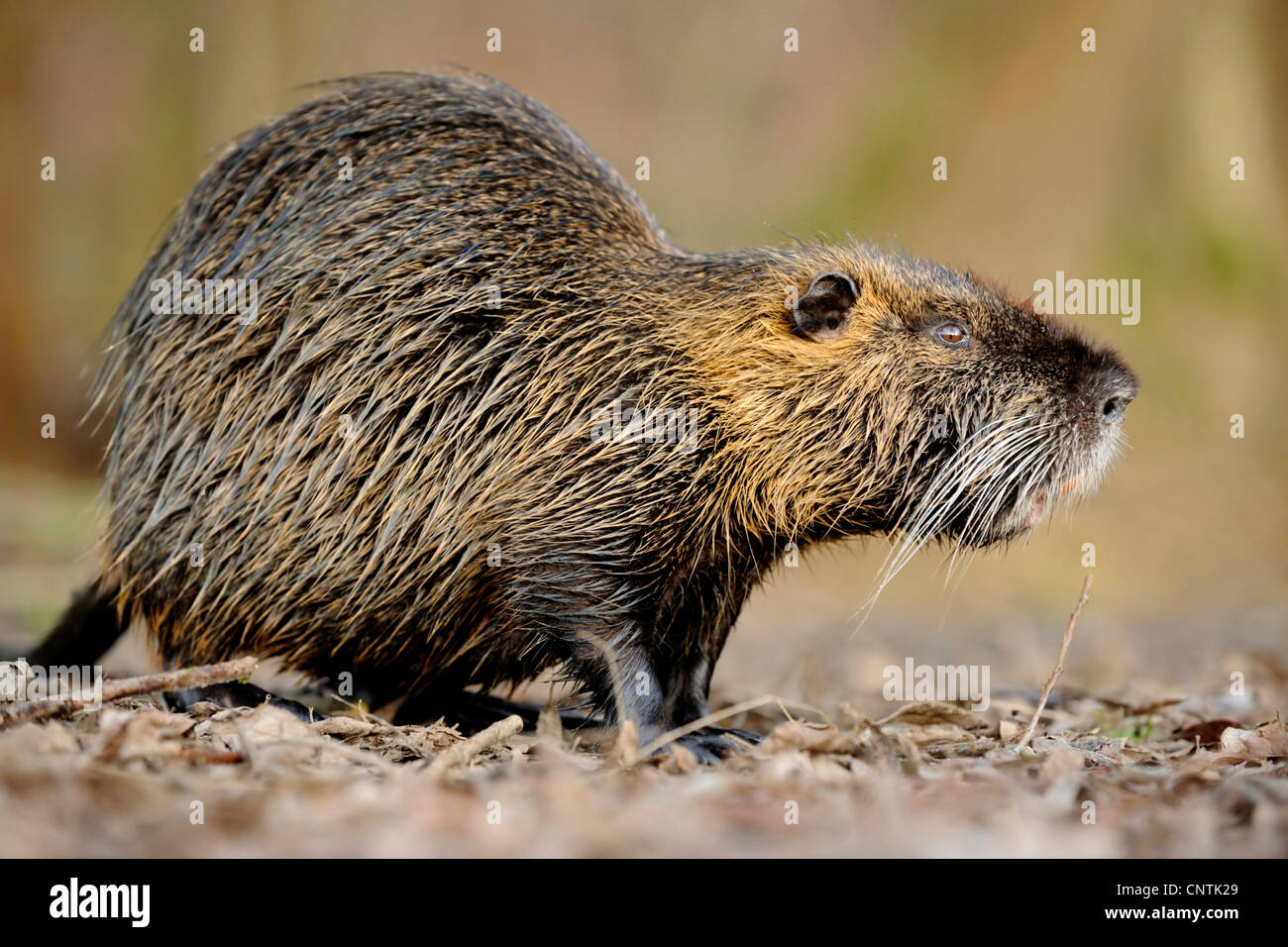 Nutrias, Nutria (Biber brummeln), seitliche Ansicht, Deutschland Stockfoto