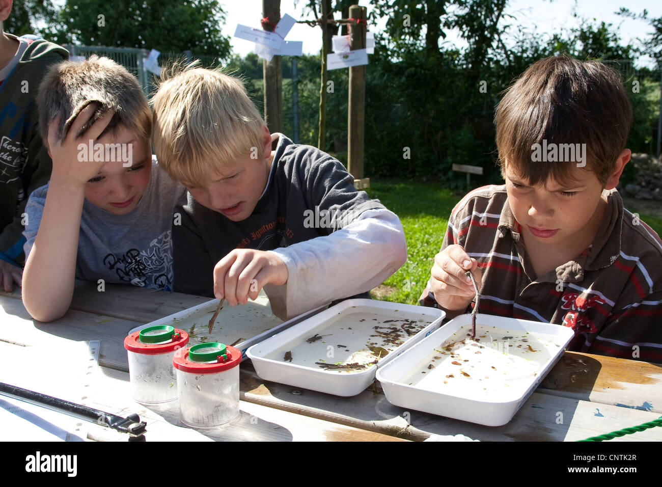 Grundschüler beobachten Tiere gefangen im selbstgebauten Teich im Garten Schule in waterbowls Stockfoto