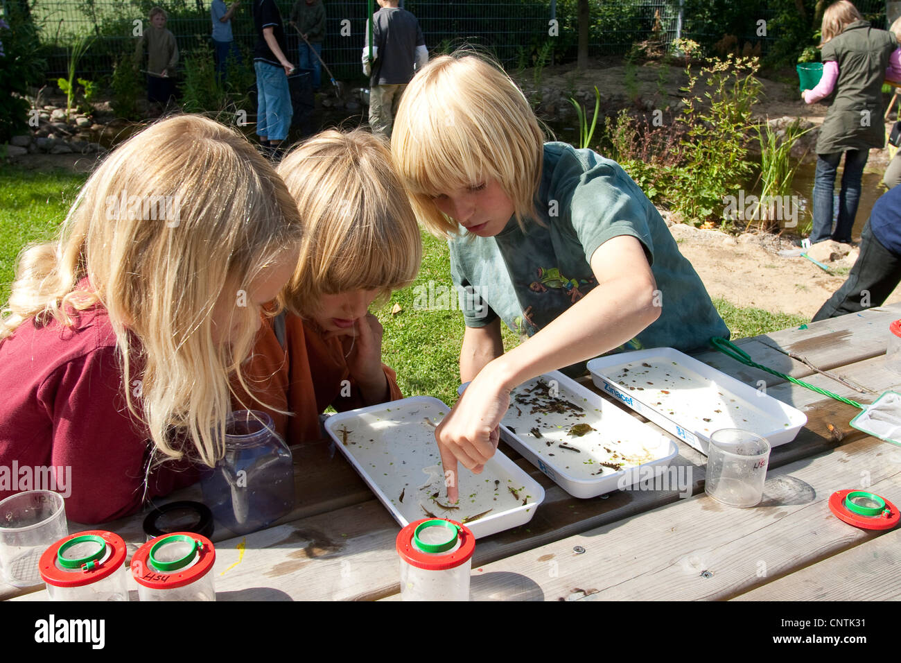 Grundschüler beobachten Tiere gefangen im selbstgebauten Teich im Garten Schule in waterbowls Stockfoto