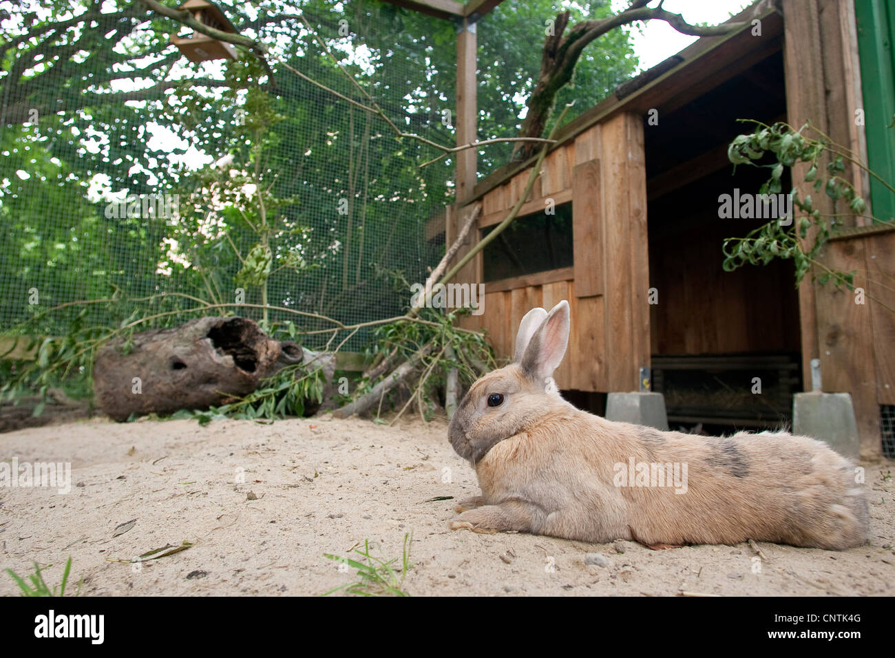 Zwerg Kaninchen (Oryctolagus Cuniculus F. Domestica), in einem Freigehege Stockfoto
