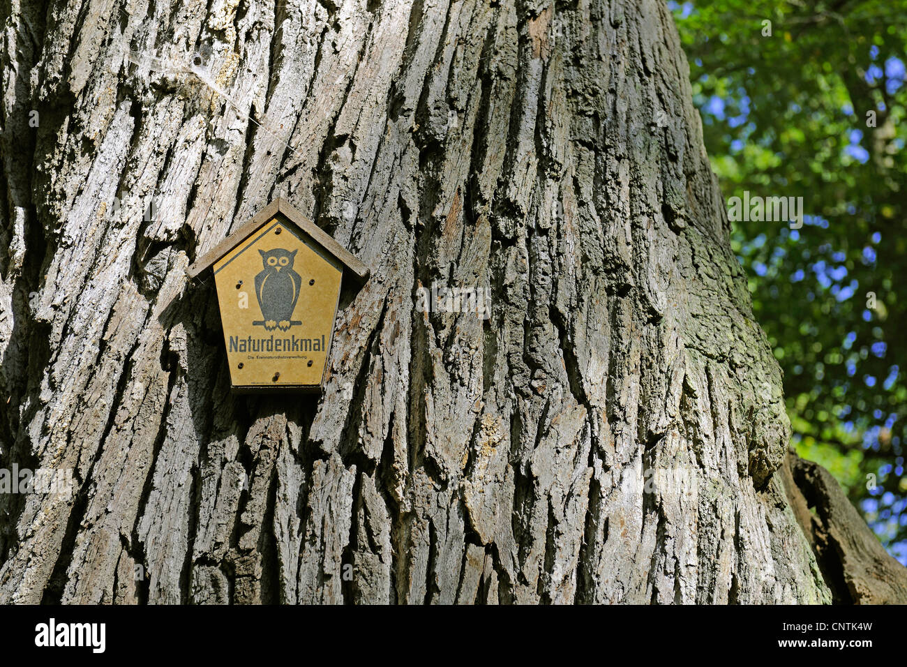 Eiche (Quercus spec.), melden Sie für Naturdenkmal auf eine 800 Jahre alte Eiche, Deutschland, Brandenburg, Naturpark Maerkische Schweiz Stockfoto