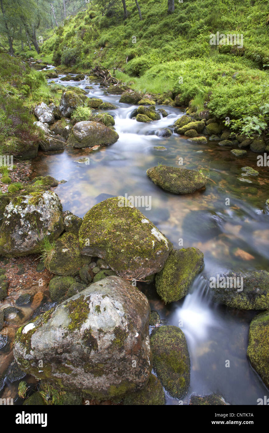 Bach fließt durch alten Kiefernwald, Großbritannien, Schottland Stockfoto