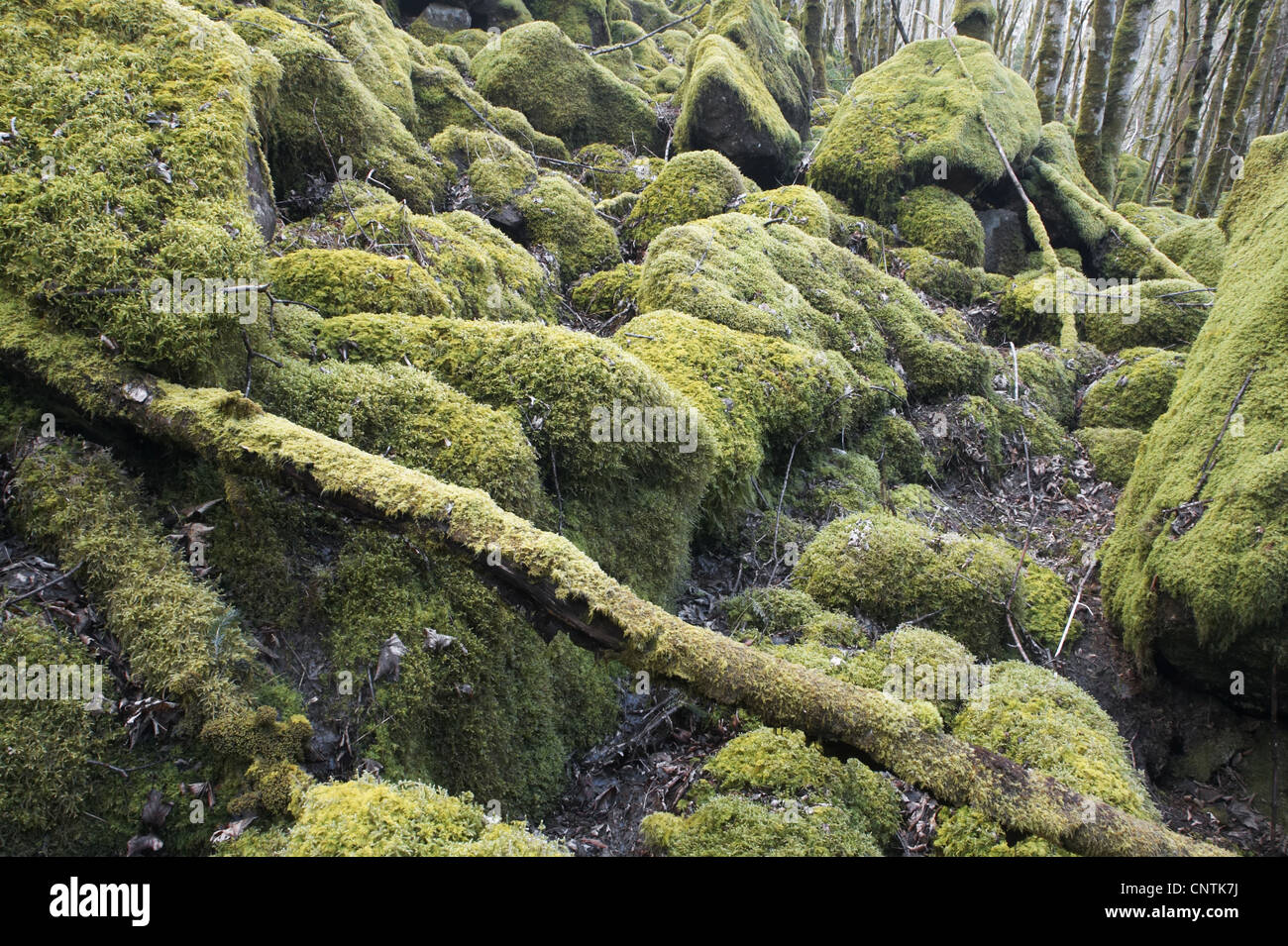 gemäßigten Mischwald beladen mit Moos und Flechten Stelzwurzeln, Großbritannien, Schottland Stockfoto
