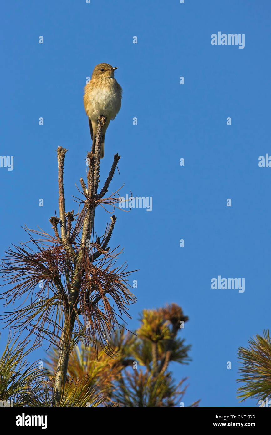 Grauschnäpper (Muscicapa Striata), auf einer Kiefer, Deutschland, Rheinland-Pfalz Stockfoto