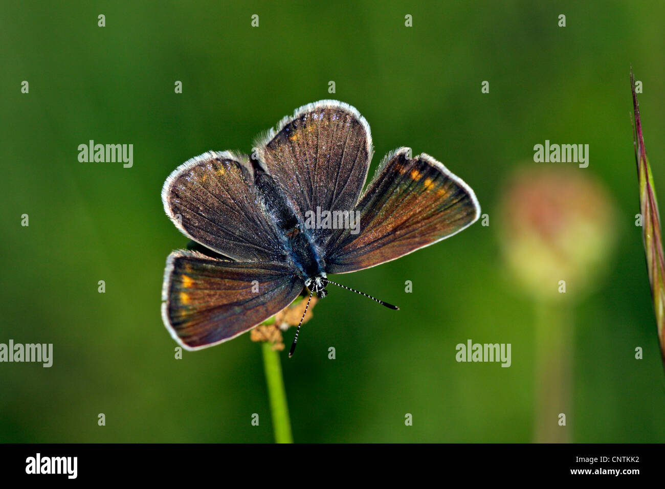 Adonis blue (Polyommatus Bellargus, Lysandra Bellargus), Frau von oben, Deutschland, Baden-Württemberg Stockfoto