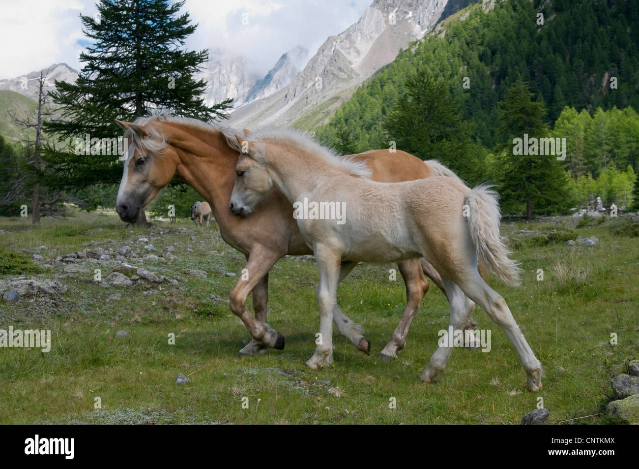 Haflinger-Pferd (Equus Przewalskii F. Caballus), Pferd und Fohlen in einer Berg-Wiese, Italien, Südtirol Stockfoto