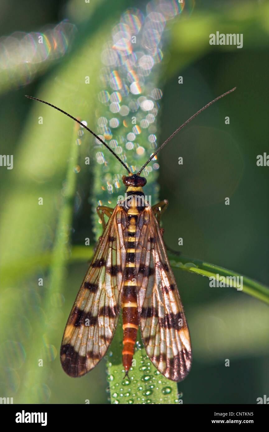gemeinsame Scorpionfly (Panorpa Communis), sitzt auf einem Blatt mit Morgentau, Deutschland, Rheinland-Pfalz Stockfoto