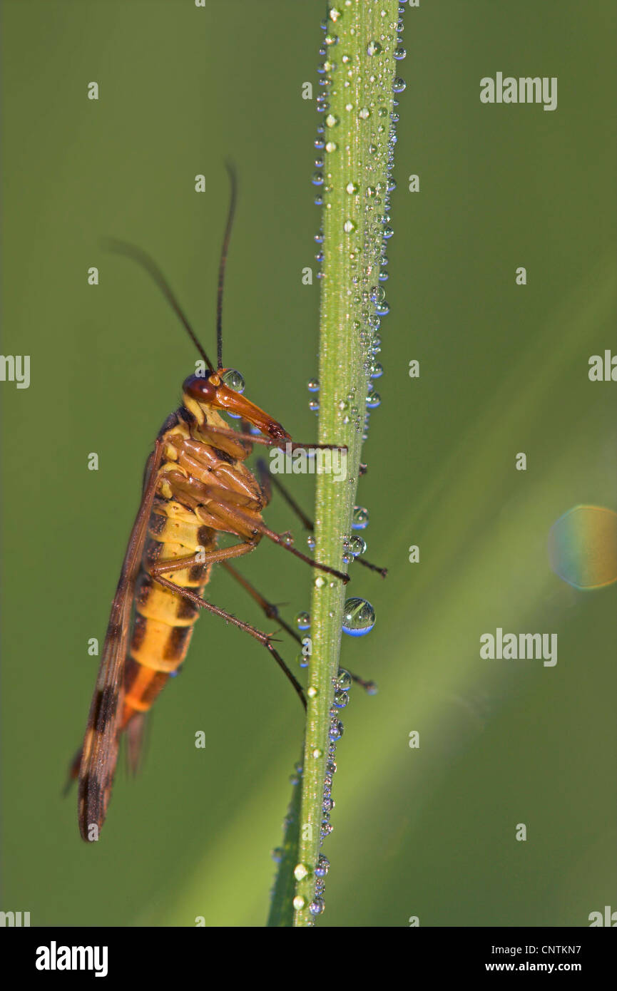 gemeinsame Scorpionfly (Panorpa Communis), sitzt auf einem Blatt mit Morgentau, Deutschland, Rheinland-Pfalz Stockfoto