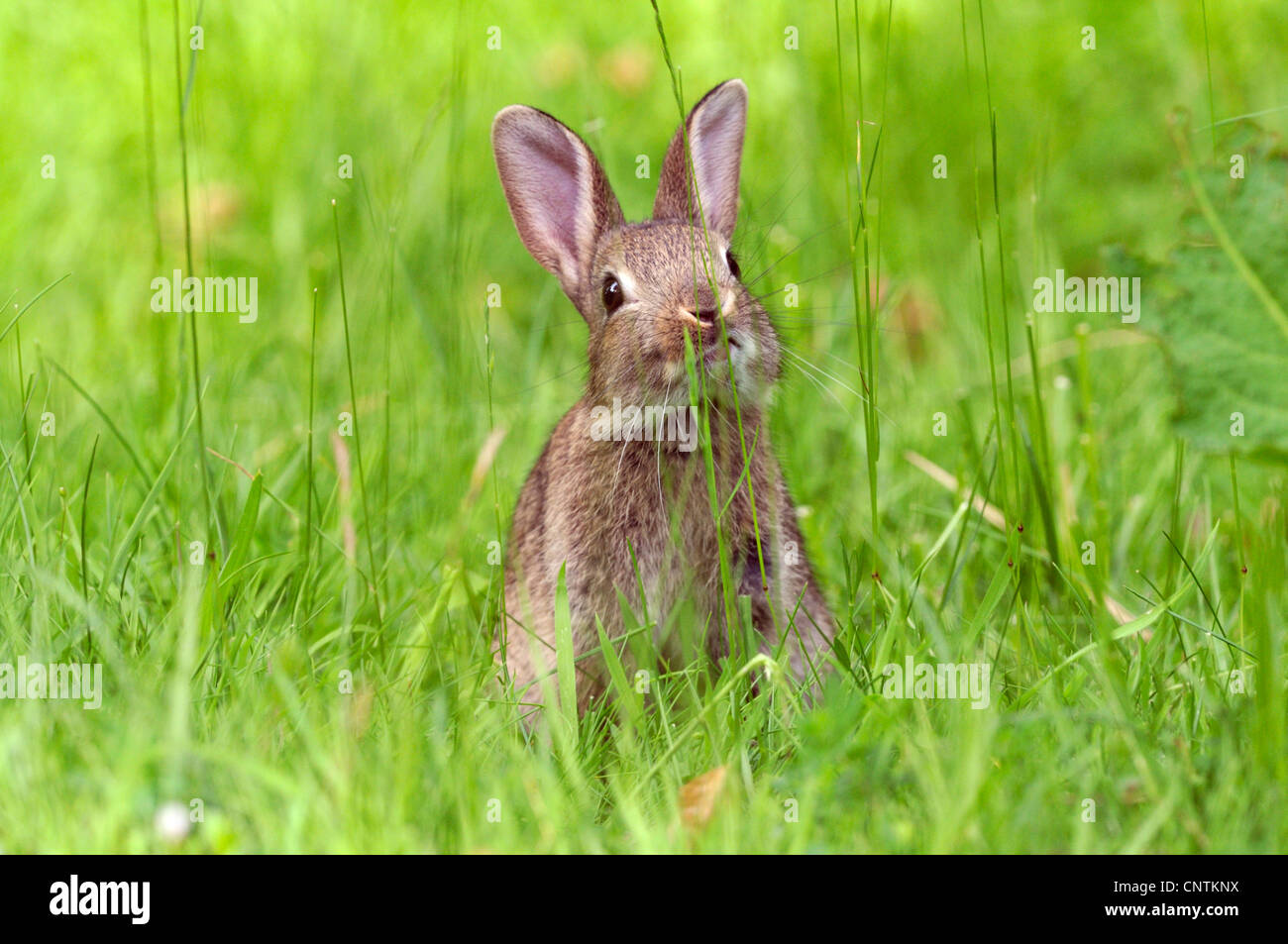 Europäischen Kaninchen (Oryctolagus Cuniculus), sitzen auf einer Wiese, Deutschland Stockfoto