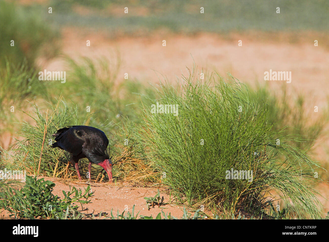 Einsiedler Ibis (Geronticus Eremita), auf den Feed, Marokko Stockfoto