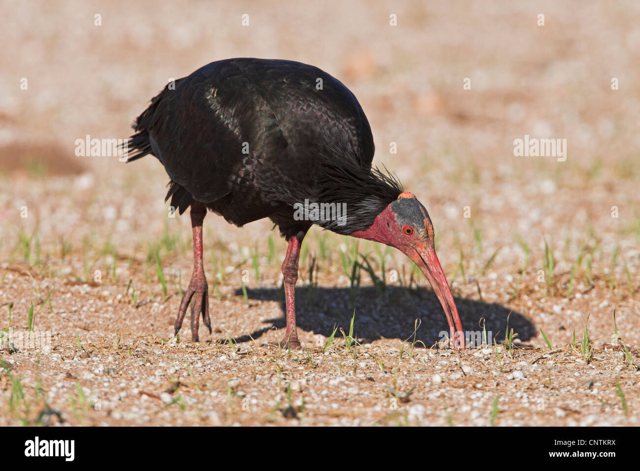 Einsiedler Ibis (Geronticus Eremita), auf den Feed, Marokko Stockfoto