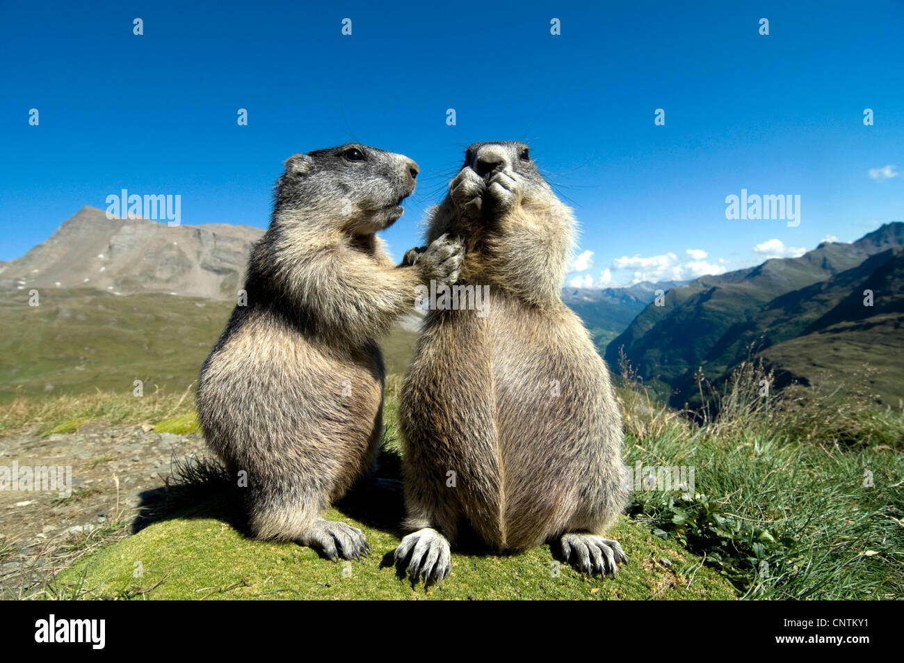 Alpen-Murmeltier (Marmota Marmota), nah beieinander zwei Jugendliche stehen dann auf einem Hügel vor einer Bergkulisse, Österreich, Kärnten, Nationalpark Hohe Tauern Stockfoto