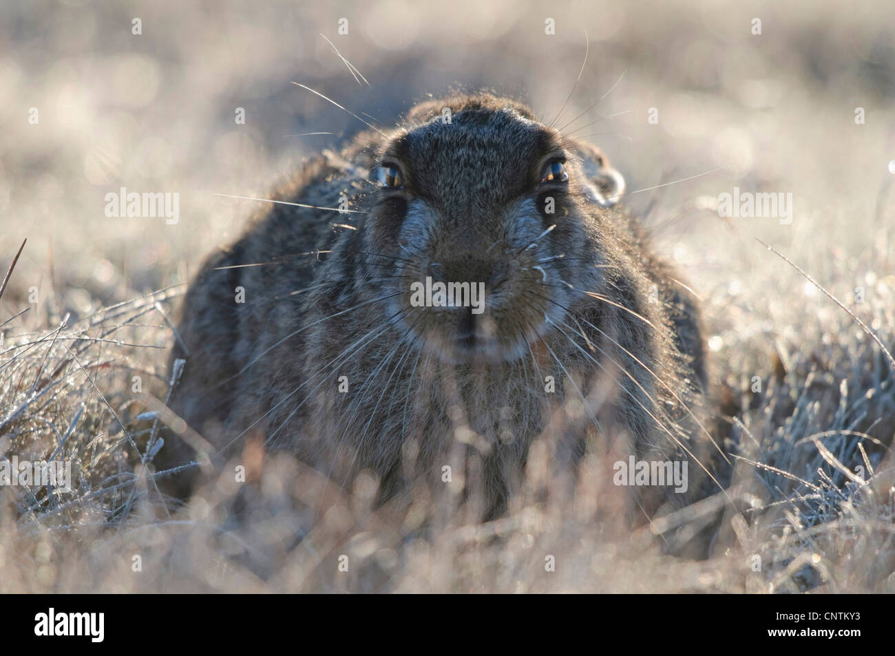 Feldhase (Lepus Europaeus), bedeckt in der Wiese sitzen, mit Raureif, Apetlon, Österreich, Burgenland Stockfoto
