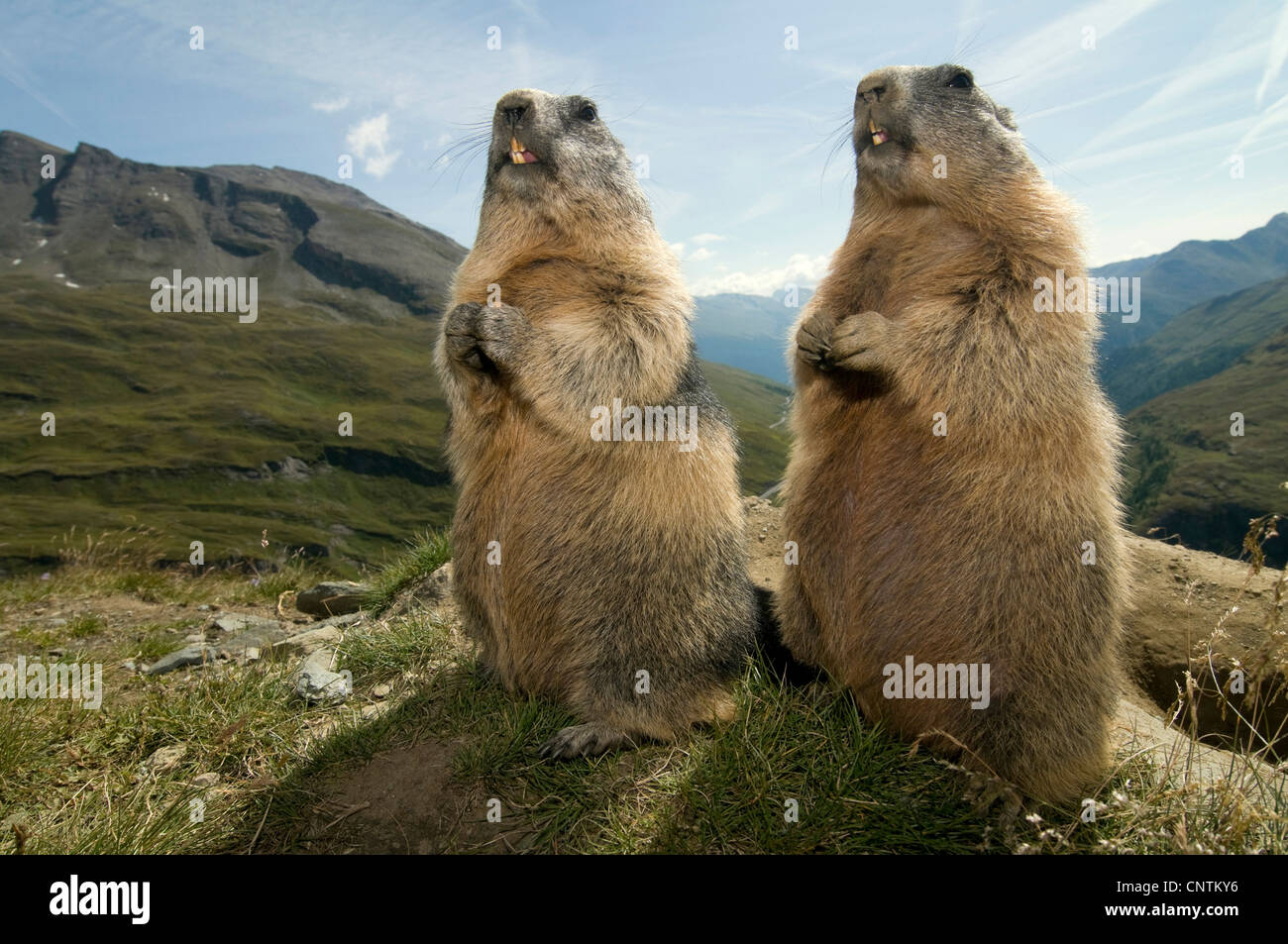 Alpen-Murmeltier (Marmota Marmota), zwei Jugendliche auf eine Anhöhe vor einem Berg Panorama Holzkreuz dicht beieinander in identischer Pose, Österreich, Kärnten, Nationalpark Hohe Tauern Stockfoto