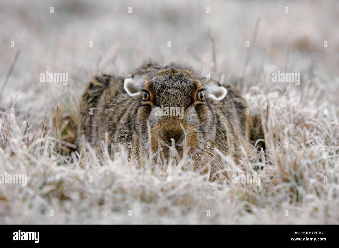 Feldhase (Lepus Europaeus), bedeckt in der Wiese sitzen, mit Raureif, Apetlon, Österreich, Burgenland Stockfoto