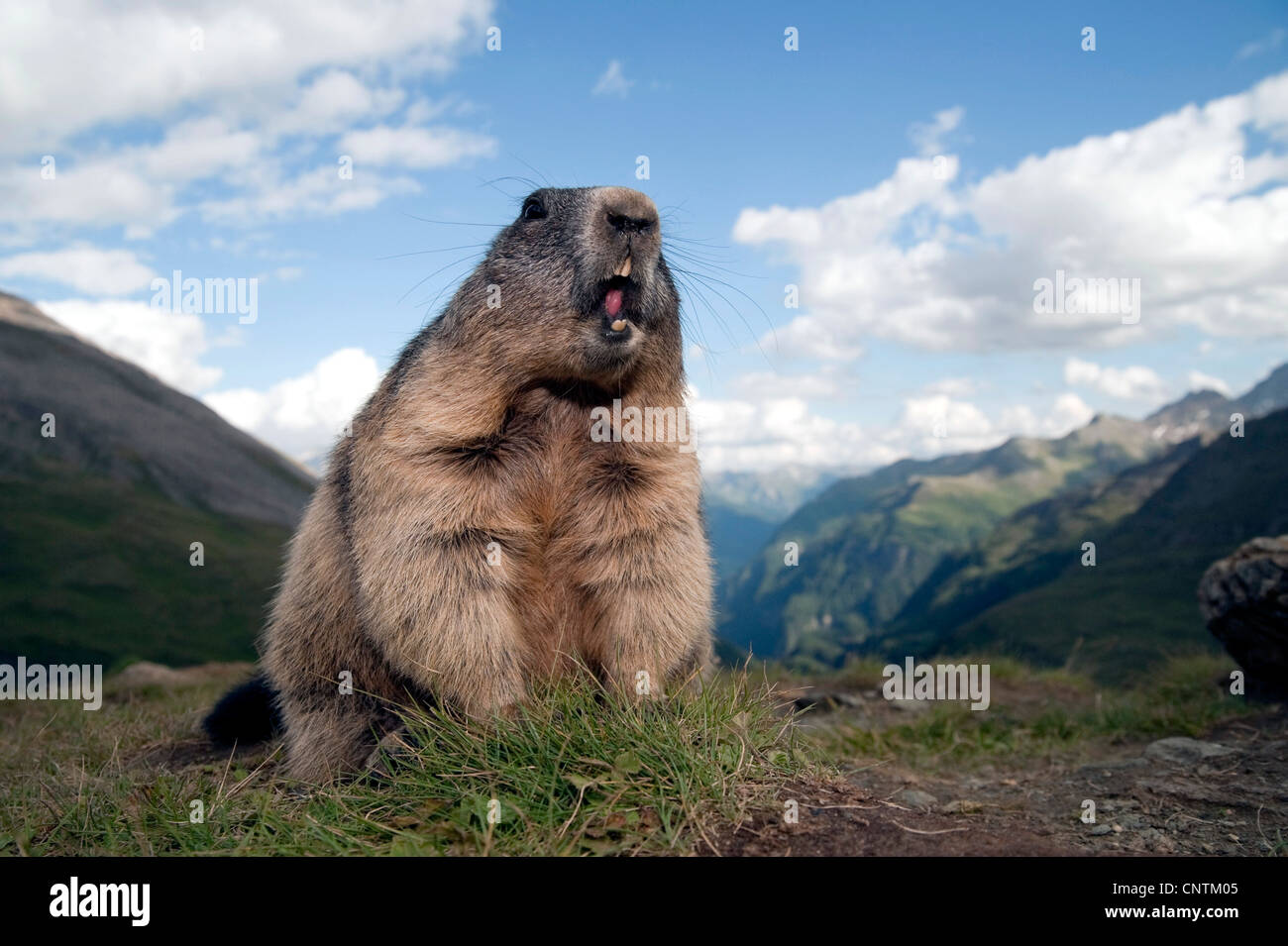 Alpine Murmeltier (Marmota Marmota), juvenile stehend schreien halbe Holzkreuz auf einem Hügel vor einer Bergkulisse, Österreich, Kärnten, Nationalpark Hohe Tauern Stockfoto
