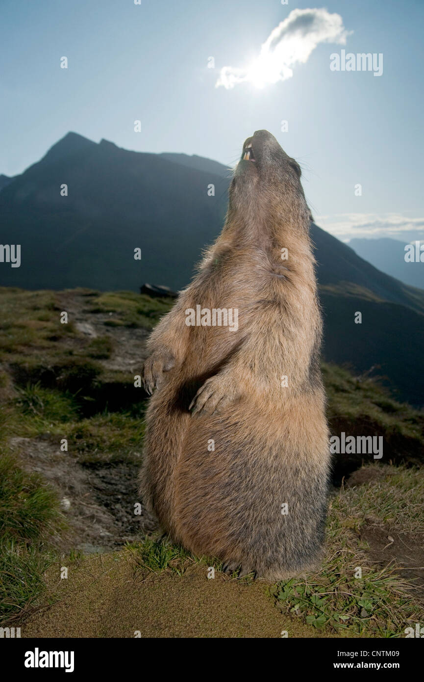 Alpine Murmeltier (Marmota Marmota), juvenile schreien während stehen dann auf einem Hügel vor einer Bergkulisse, Österreich, Kärnten, Nationalpark Hohe Tauern Stockfoto