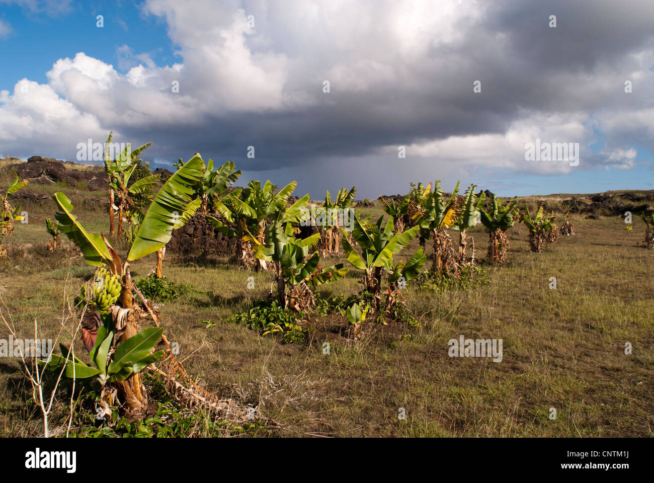 Neue Bananenpflanzen Osterinsel Stockfoto