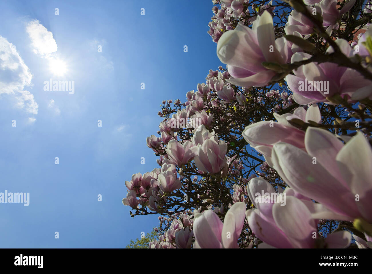 Untertasse Magnolie (Magnolia X soulangiana, Magnolia Soulangiana, X soulangeana Magnolia, Magnolia Soulangeana), blühender Strauch vor blauem Himmel und Sonne Stockfoto