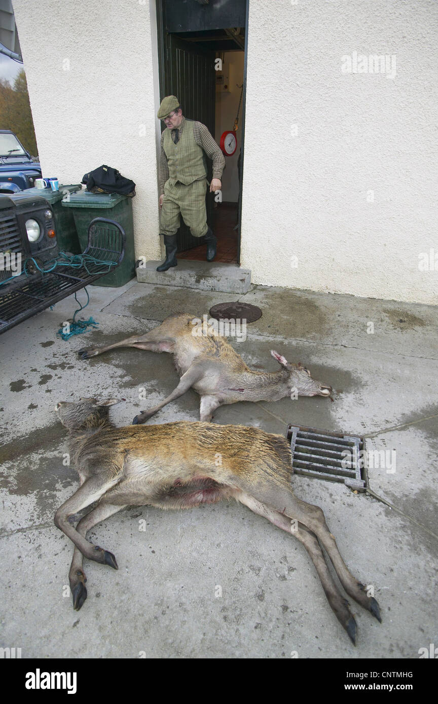 Rothirsch (Cervus Elaphus), erschossen auf dem Beton Boden vor der ein Carving Station, Großbritannien, Schottland, Sutherland hinds Stockfoto