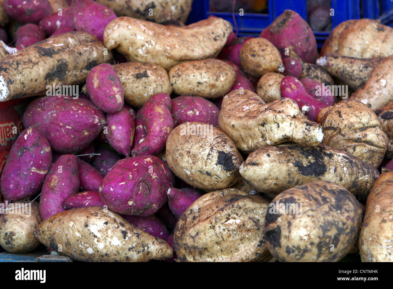Süßkartoffel (Ipomoea Batatas), Knollen auf einem Markt, Niederländische Antillen Stockfoto