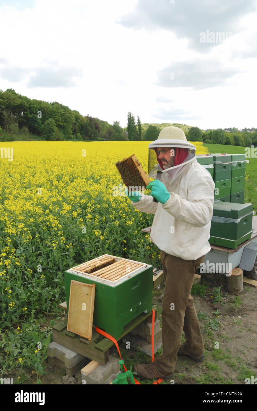 Honigbiene, Bienenkorb Biene (Apis Mellifera Mellifera), Imker, die Kontrolle der Bienenstock vor blühenden Rapsfeld Stockfoto