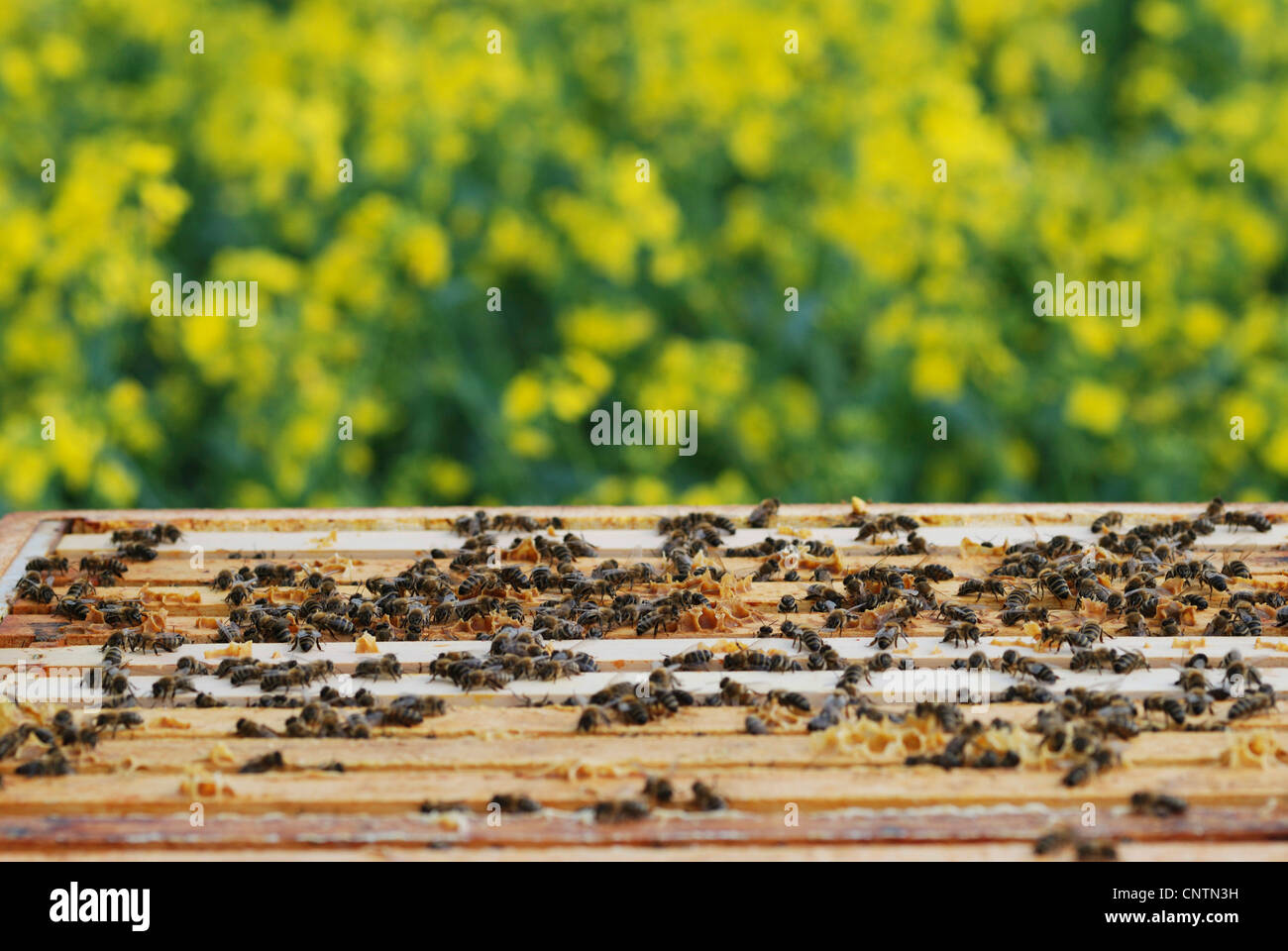 Honigbiene, Bienenkorb Biene (Apis Mellifera Mellifera), Bienen auf Holzrahmen vor Rapsfeld Stockfoto